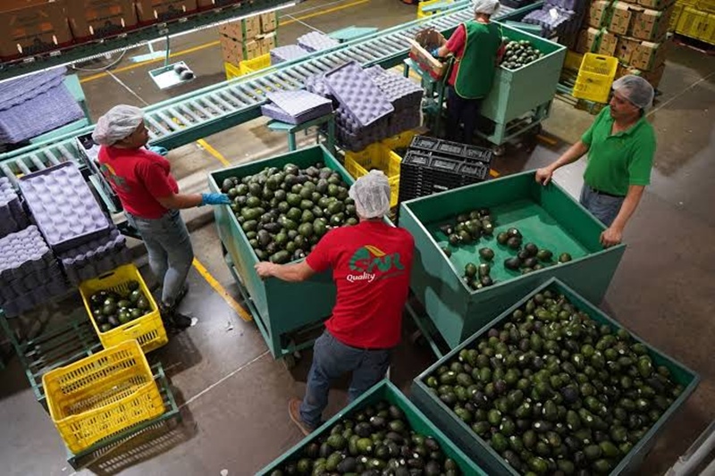EE.UU. suspende embarque de aguacate de Michoacán; acusa amenaza a la seguridad de sus inspectores