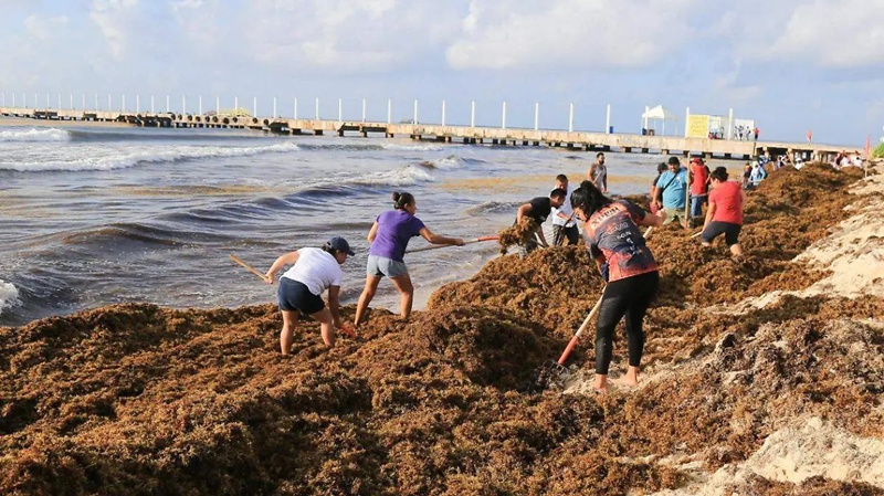 Crisis por sargazo en Quintana Roo: 9 mil toneladas diaria