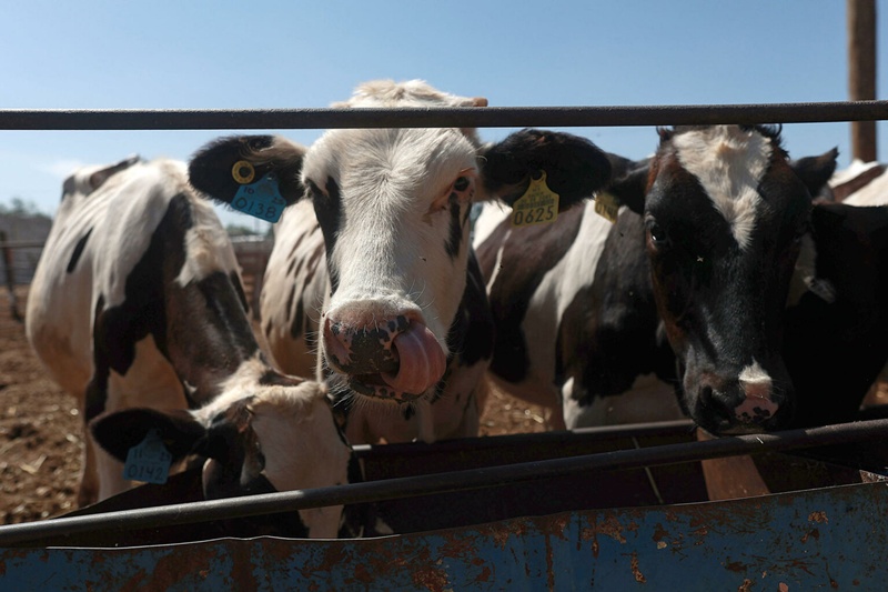 EE. UU. reanuda la importación de ganado bovino mexicano