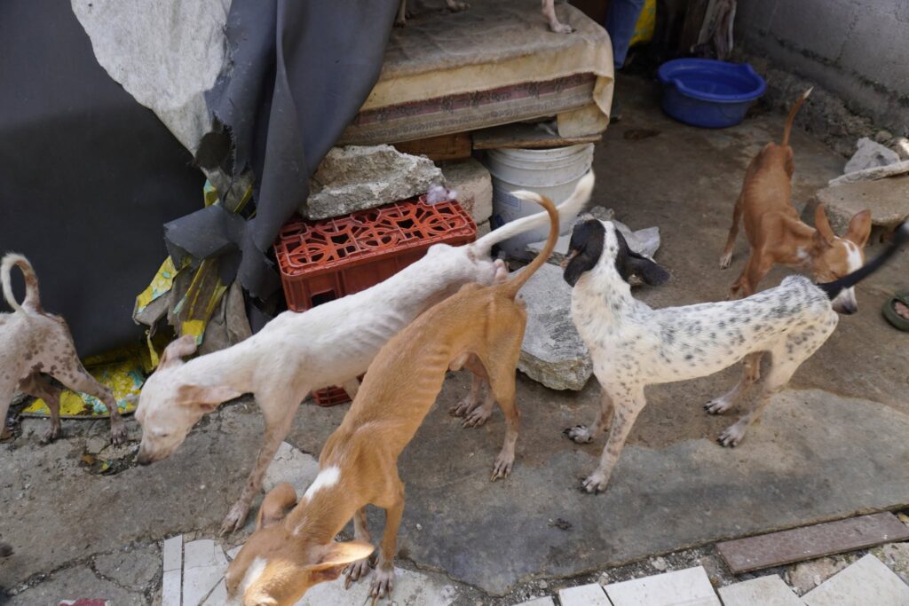 Rescatan a 48 perros desnutridos en Mérida; buscan darles una segunda oportunidad