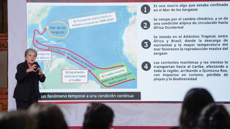 Sheinbaum destina mil millones de pesos para contener el sargazo