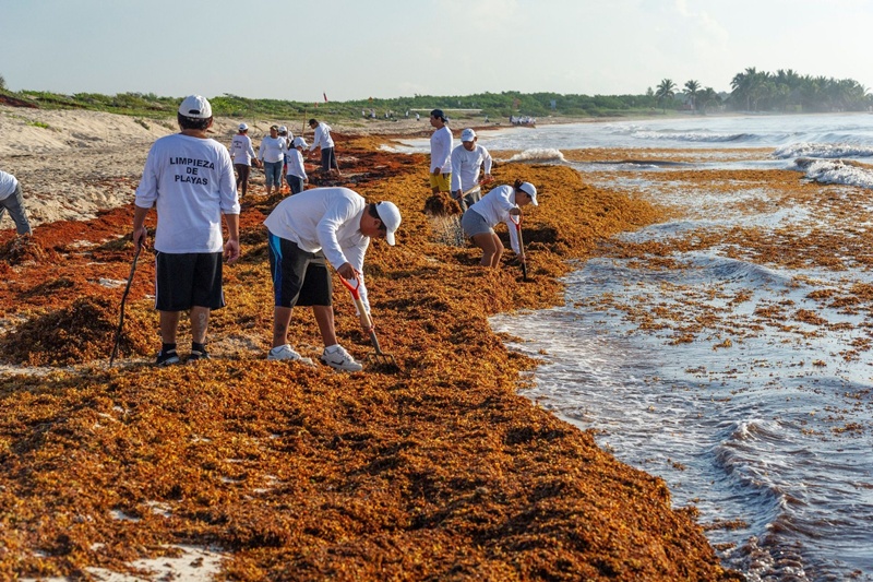 Sheinbaum presenta plan integral de 500 mdp contra sargazo en Quintana Roo
