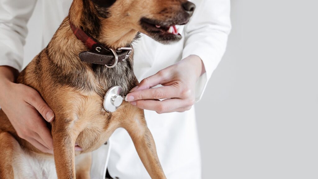 Veterinarias gratis o a bajo costo en CDMX: dónde llevar a tu perro o gato