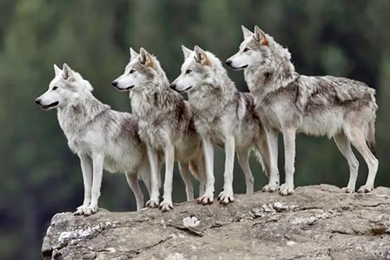 México pide mantener la protección del lobo gris mexicano